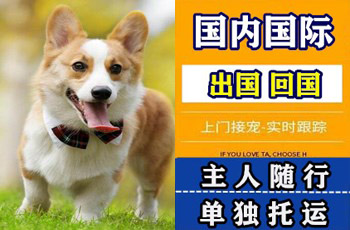 西宁市宠物托运公司西宁市宠物托运公司西宁市宠物托运公司