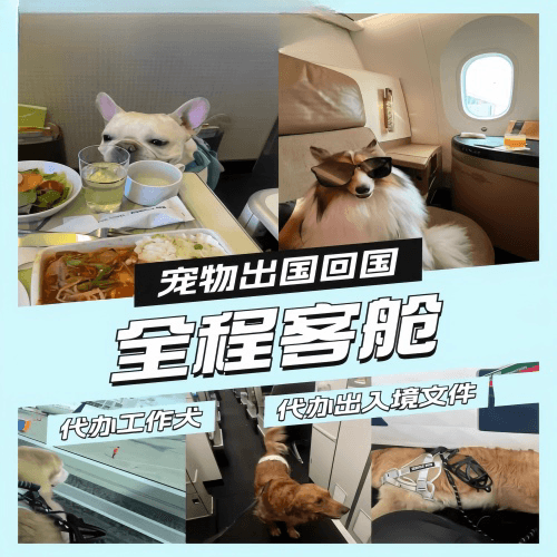 西宁市宠物托运到白俄罗斯宠物入境规定和要求